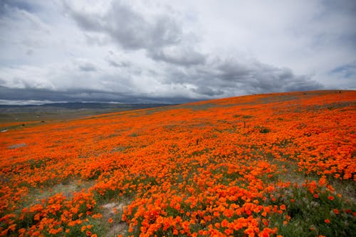 Δωρεάν στοκ φωτογραφιών με california poppy, superbloom, άνοιξη Φωτογραφία από στοκ φωτογραφιών