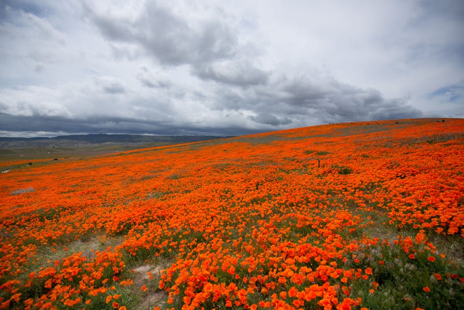 A vast field of orange California Poppies, a classic native species - Wildflowers A vast field of orange California Poppies, a classic native species - Wildflowers