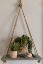Display Of Succulent Plants On A Hanging Wood