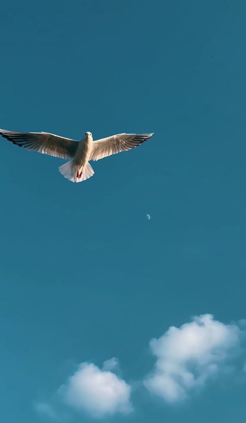 Free A White Bird Flying in the Sky Stock Photo