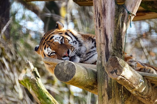 Close-Up Shot of a Tiger Lying on the Tree