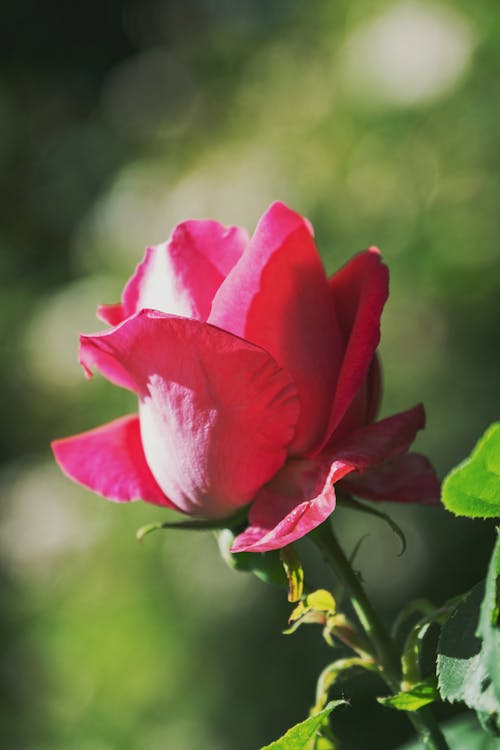 Close-up Photo of Two Pink Rose Flowers · Free Stock Photo