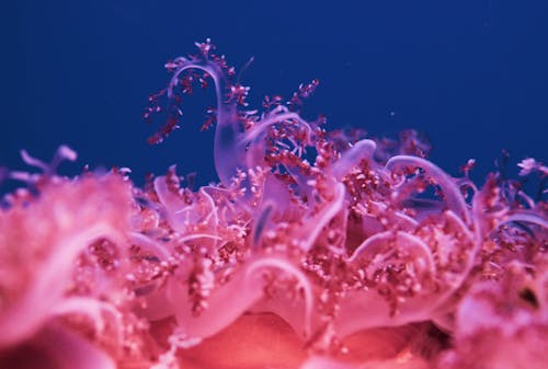 Kostenloses Stock Foto zu anthozoa, aquarium, blauem hintergrund