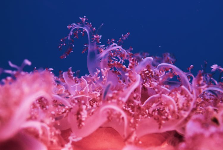 Bright Coral With Curved Tentacles In Aquarium