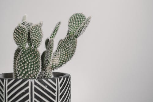 Free Close-Up Shot of a Cactus Plant in a Pot Stock Photo