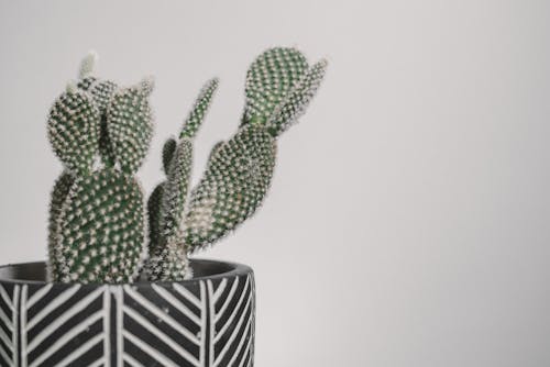 Close-Up Shot of a Cactus Plant in a Pot