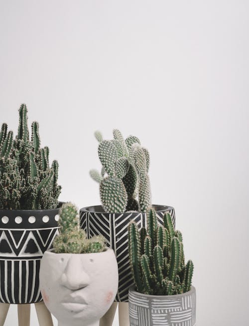 Cactus Plants in a Pot
