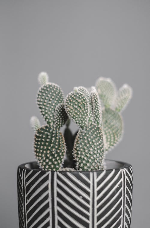 Close-Up Shot of a Cactus Plant in a Pot