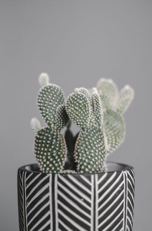 Free A close-up shot of a prickly cactus plant in a stylish black and white pot, ideal for indoor decor. Stock Photo