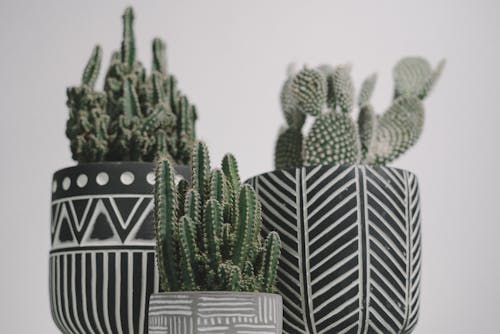 Close-Up Shot of Cactus Plants in a Pot