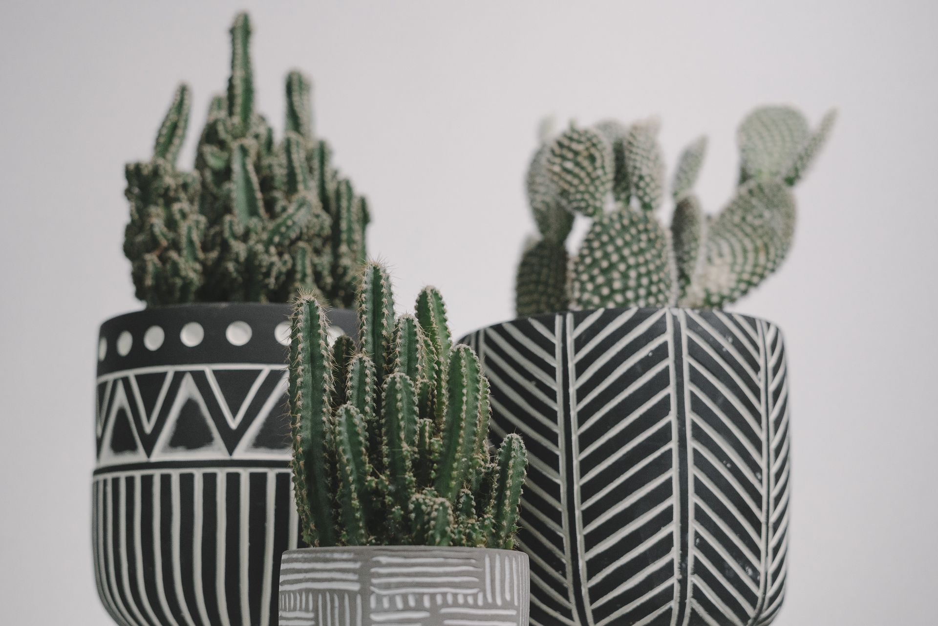 Close-up of cacti in uniquely designed pots, perfect for home decor.