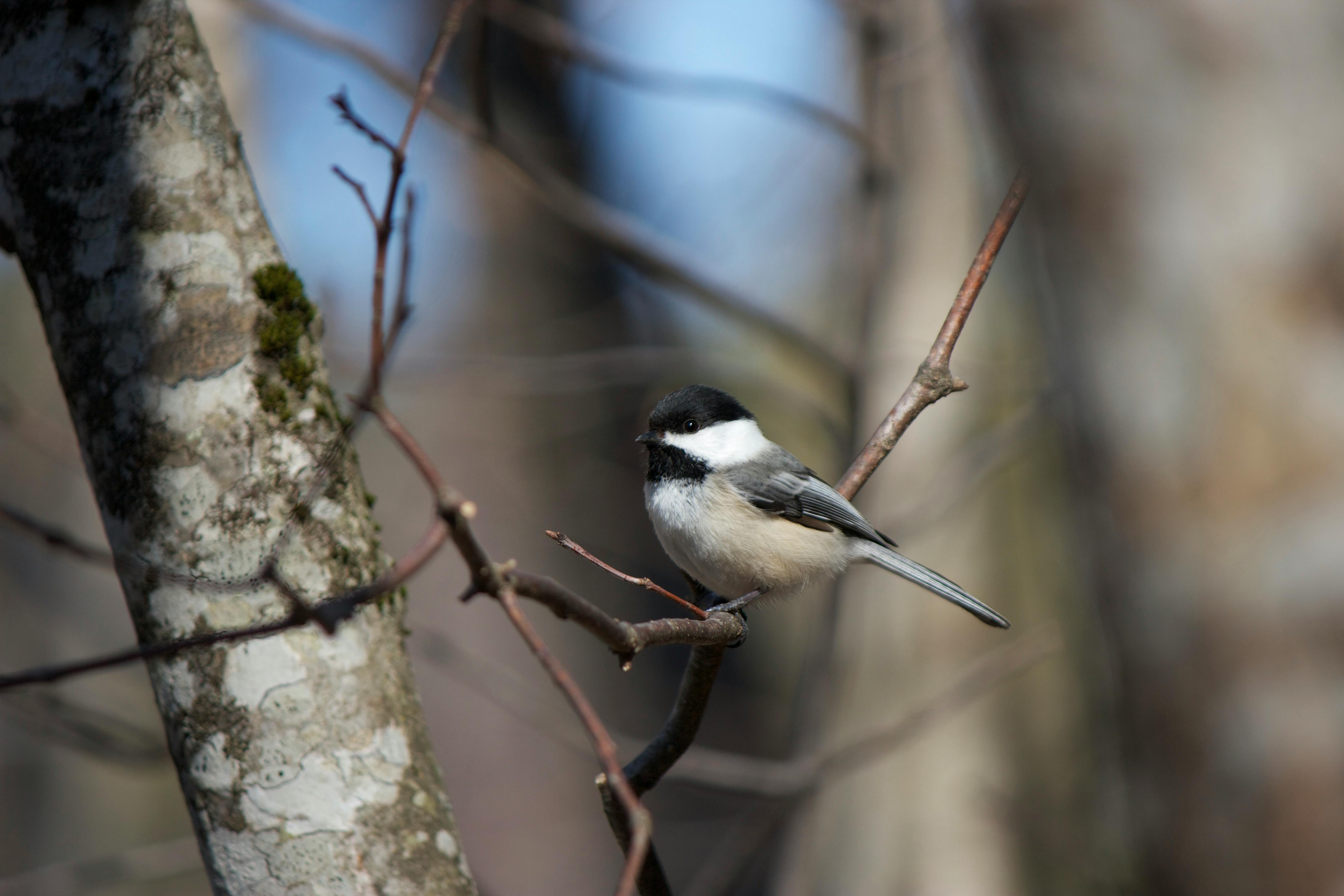 Bird Perch on Tree Trunks · Free Stock Photo