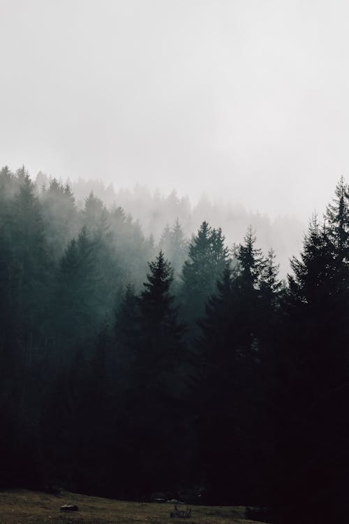 Бесплатное стоковое фото с вертикальный выстрел, лес, окружающая среда