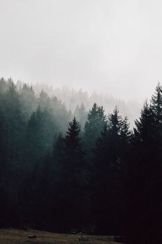 Misty coniferous forest with a moody atmosphere and dense fog.