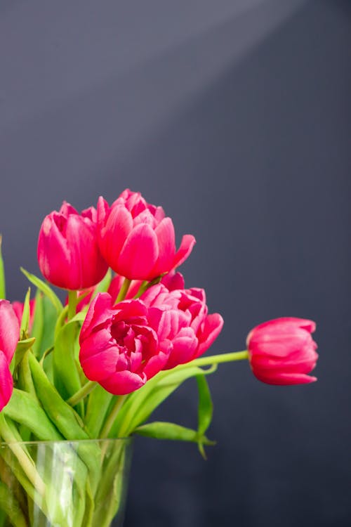 Foto stok gratis berkembang, bidikan close-up, bunga tulip