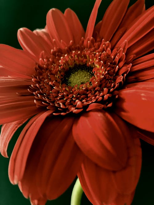 Foto profissional grátis de broto, close-up, flor