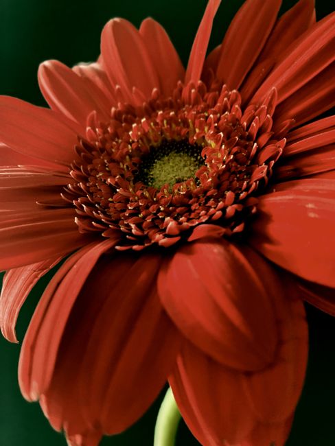 Close-up of a vibrant red Gerbera flower showcasing detailed petals and center.