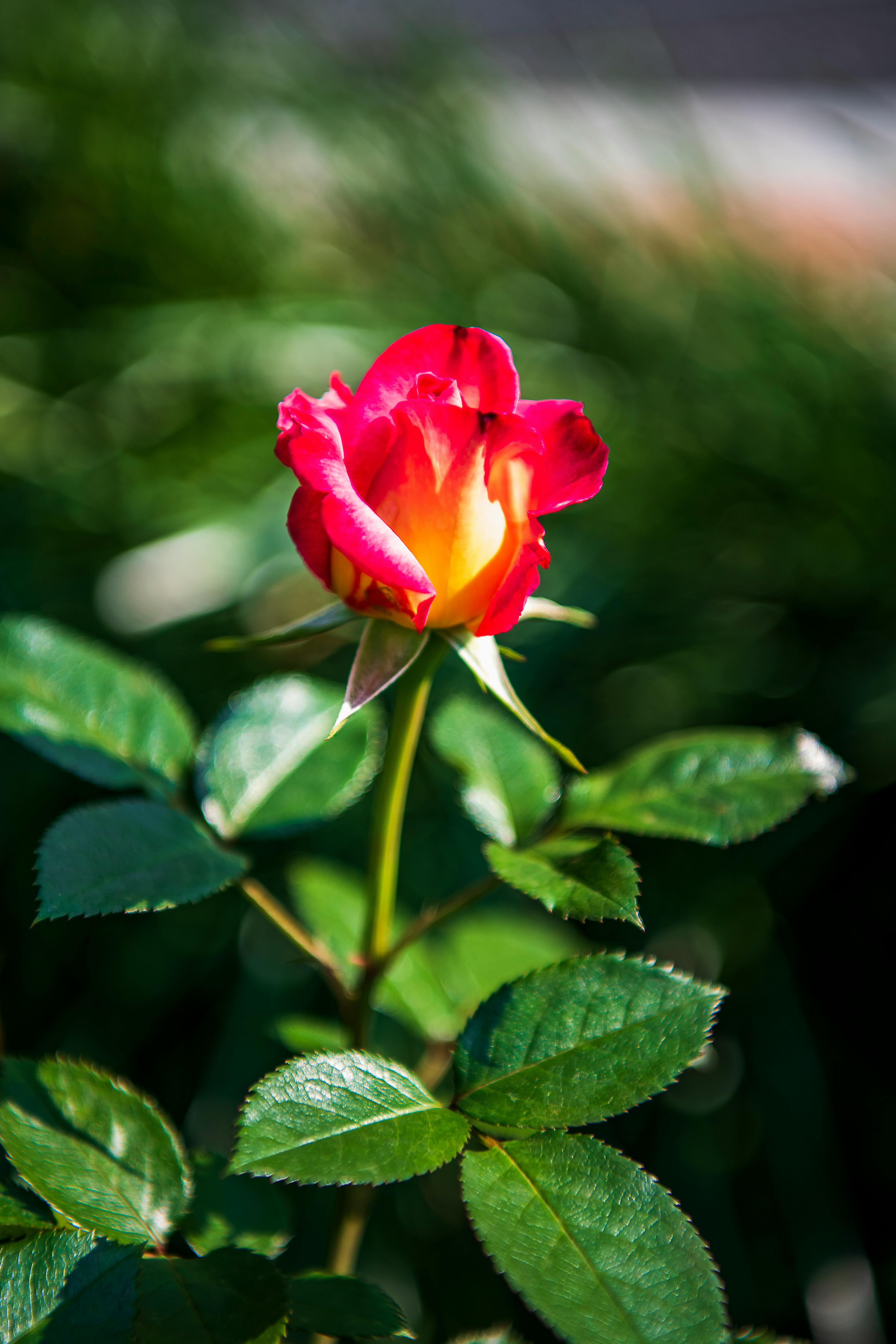 Red Rose in Bloom · Free Stock Photo