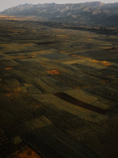 Drone view of green plantations against rough mount and trees on farmland in twilight