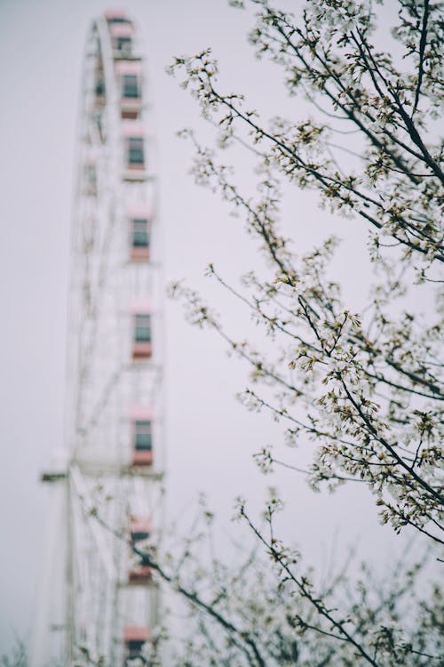 垂直拍攝, 摩天輪, 櫻花 的 免費圖庫相片