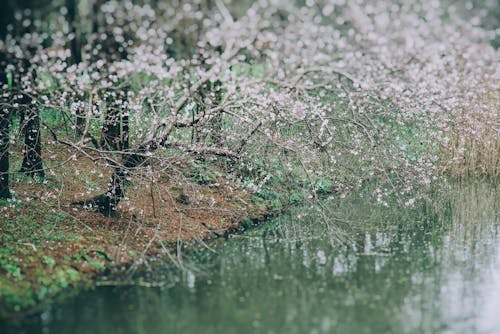 Kostnadsfri bild av fjäder, flod, körsbärsblommor