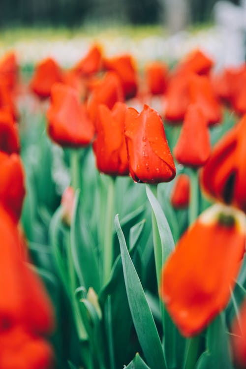 A Close-Up Shot of Red Tulips 