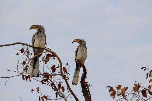Free A pair of yellow-billed hornbills perched on branches against a gray sky, showcasing wildlife in nature. Stock Photo