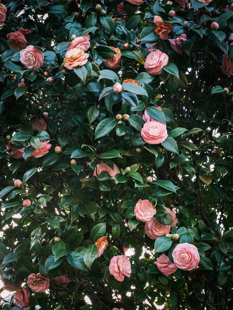 Blooming Camellia Japonica Flowers Growing Garden