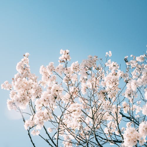 Blooming cherry tree with gentle white flowers under blue sky