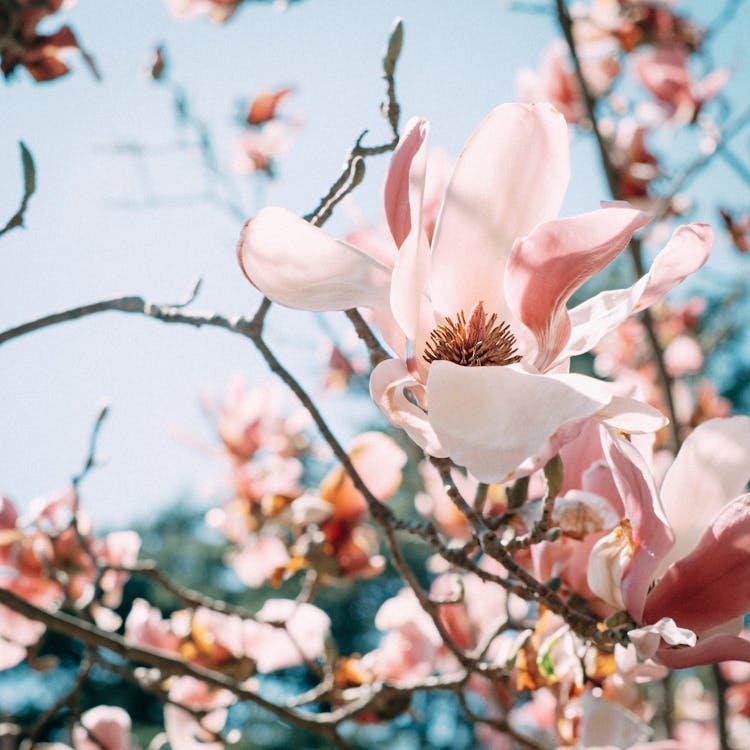 Blooming Magnolia Tree Growing In Garden Against Blue Sky