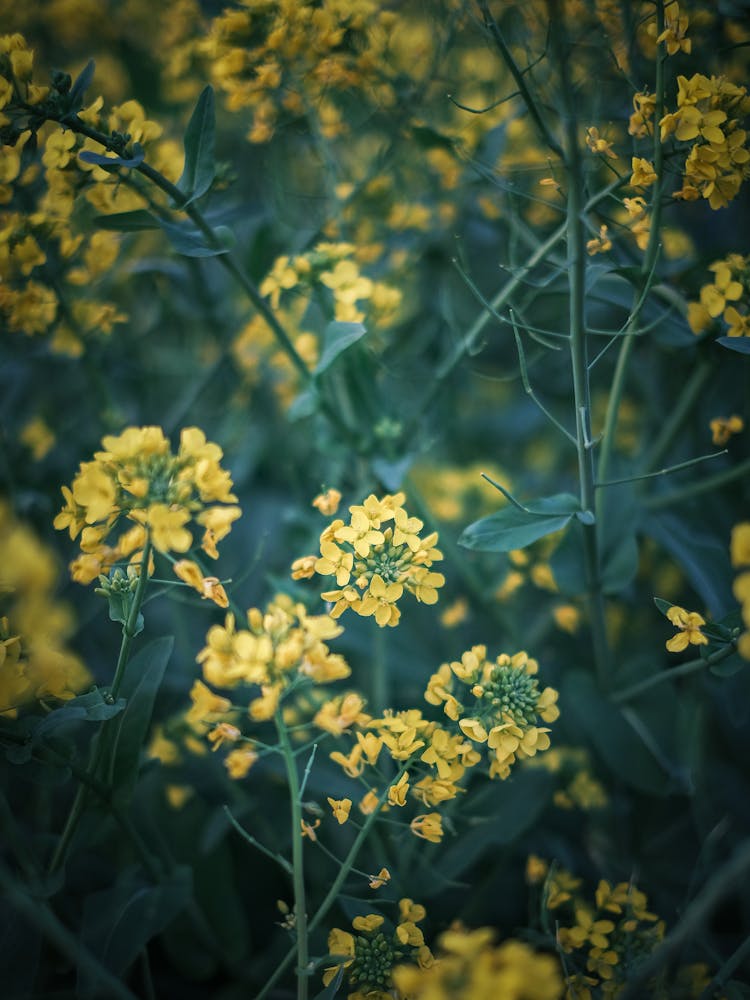 Fragrant Rapeseed Flowering Plant Growing In Garden