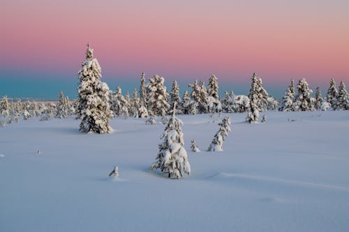 Gratis lagerfoto af dagtimer, frostklart vejr, fyrretræer