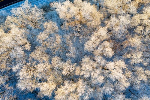 Aerial View of Snow-Covered Trees