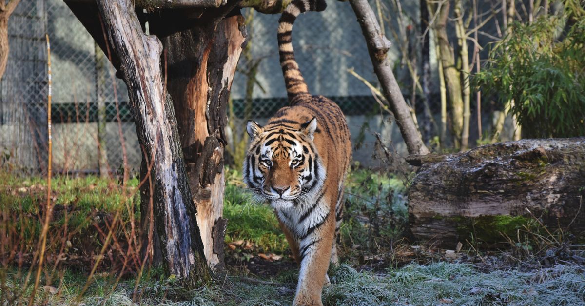 British Man Dies After Entering Tiger Enclosure at Yorkshire Wildlife Park