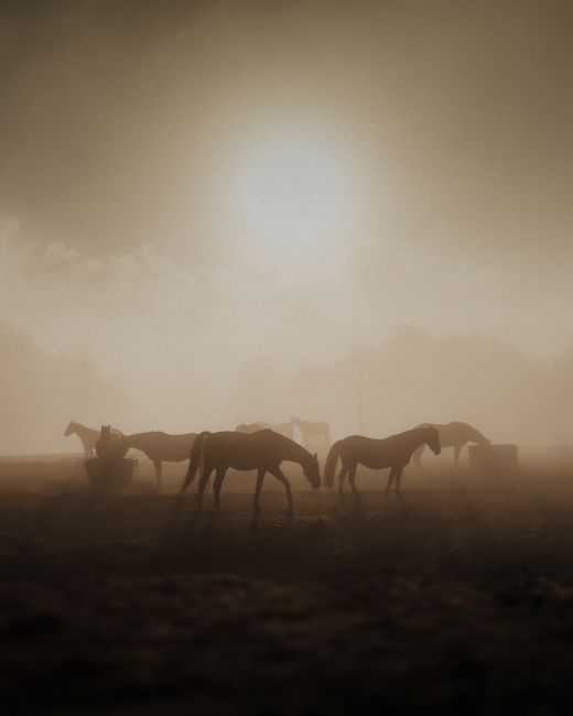 Horses silhouetted by sunrise fog, grazing in a tranquil Swedish pasture.