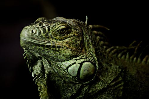 Gratis arkivbilde med dyr, dyrefotografering, iguana Arkivbilde