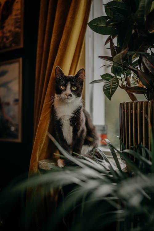Darmowe zdjęcie z galerii z dwubarwny kot, koci, okno