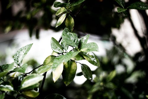 免費 綠葉植物聚焦攝影 圖庫相片