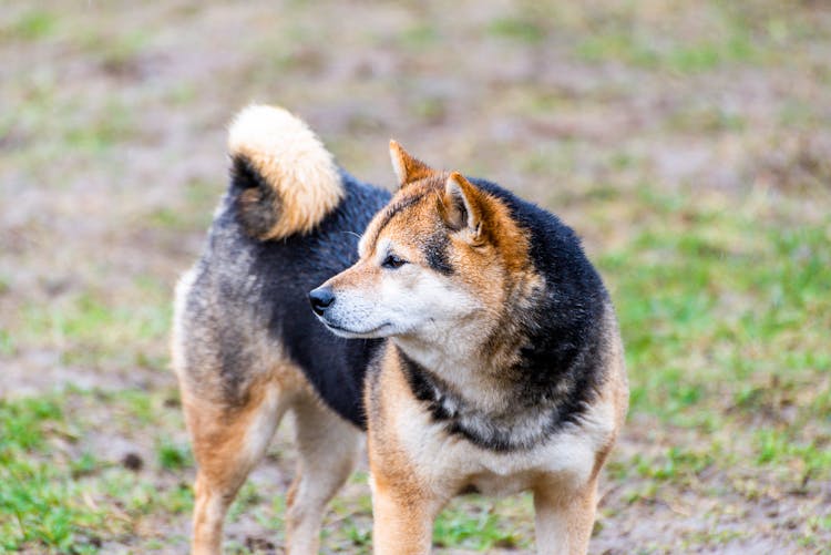 Cute Shiba Dog Portrait 