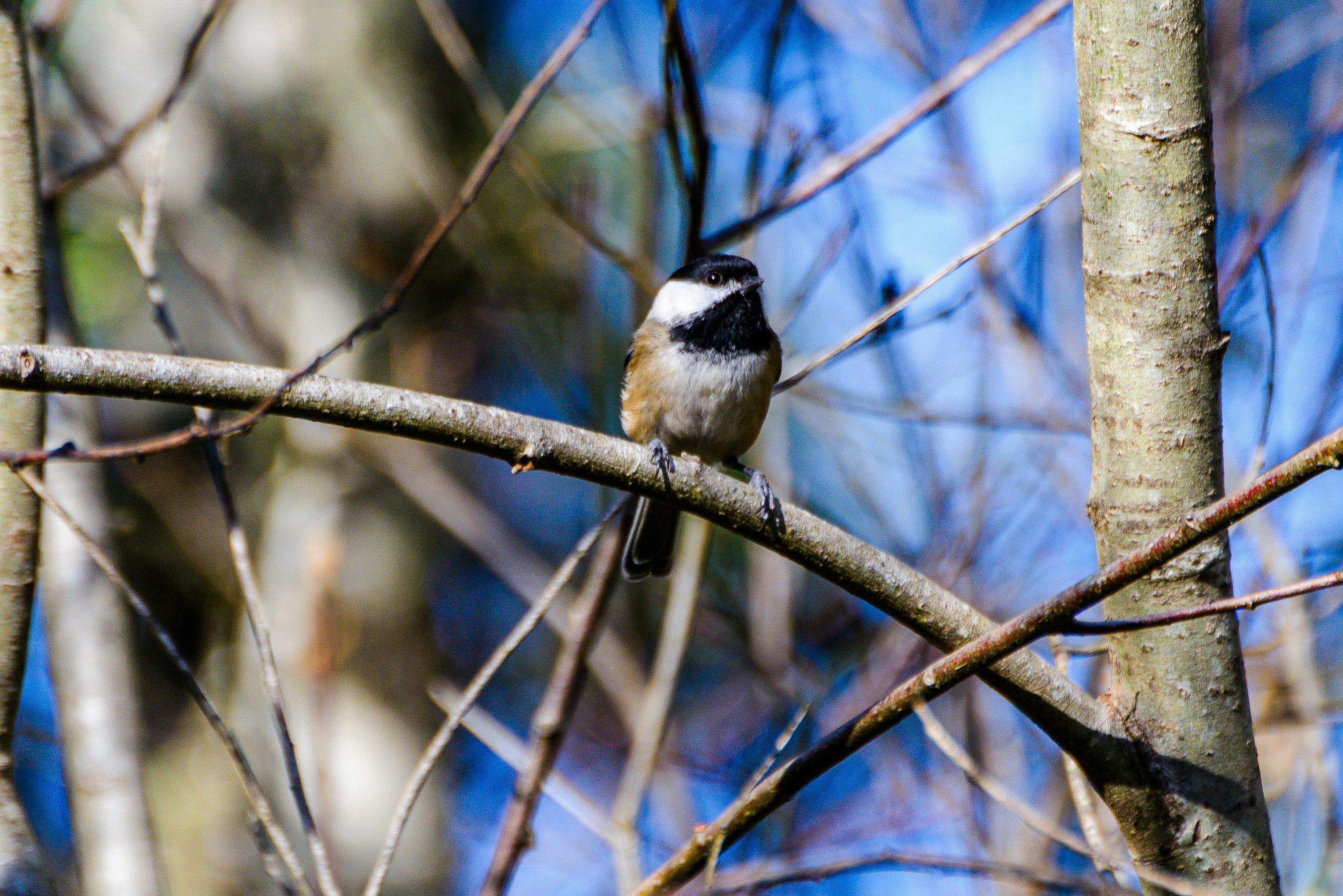 Cover image for AI Adoption as Organizational Signal