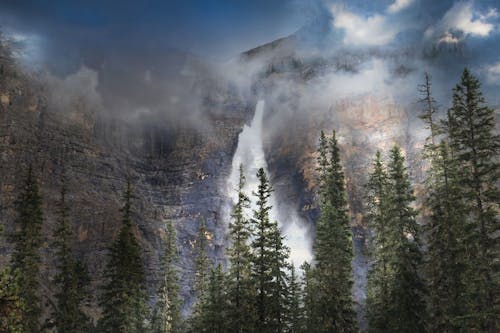 Conifer Trees near Mountains in Fog