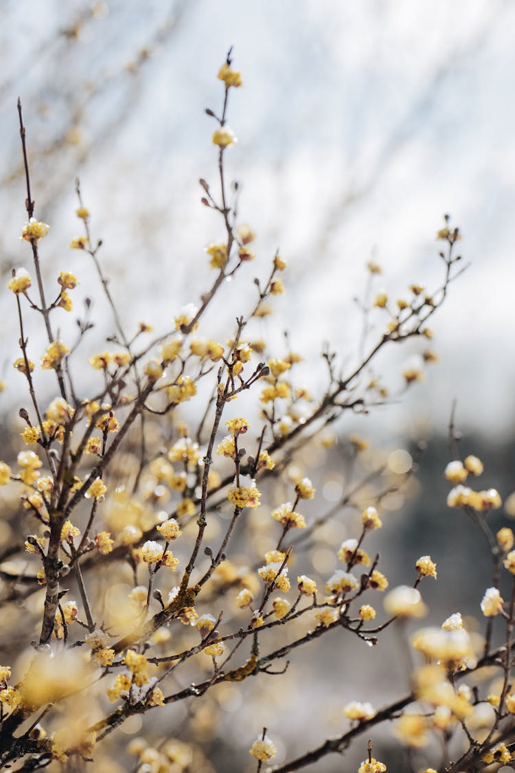 Close Up Of Tree Branches With Dry Yellow Flowers