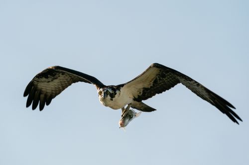Free An osprey flies gracefully over Dunedin, Florida, carrying its fresh fish catch. Stock Photo
