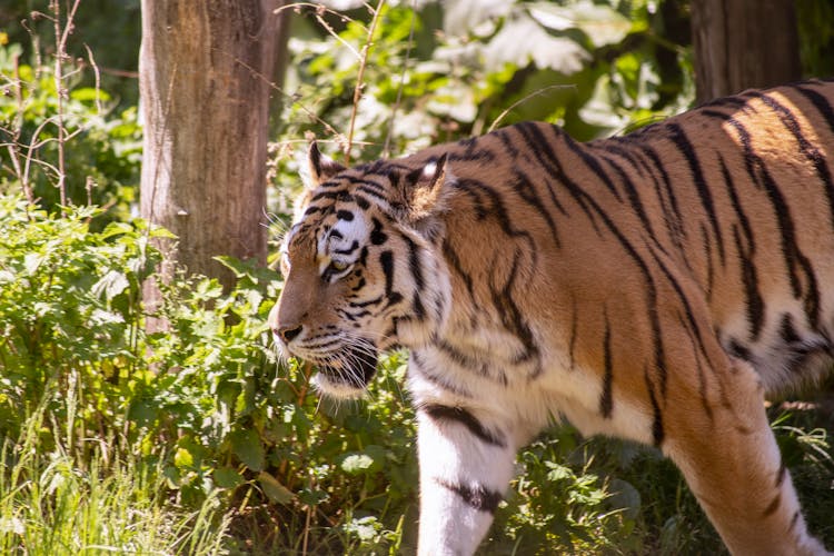 A Tiger Walking Green Grass