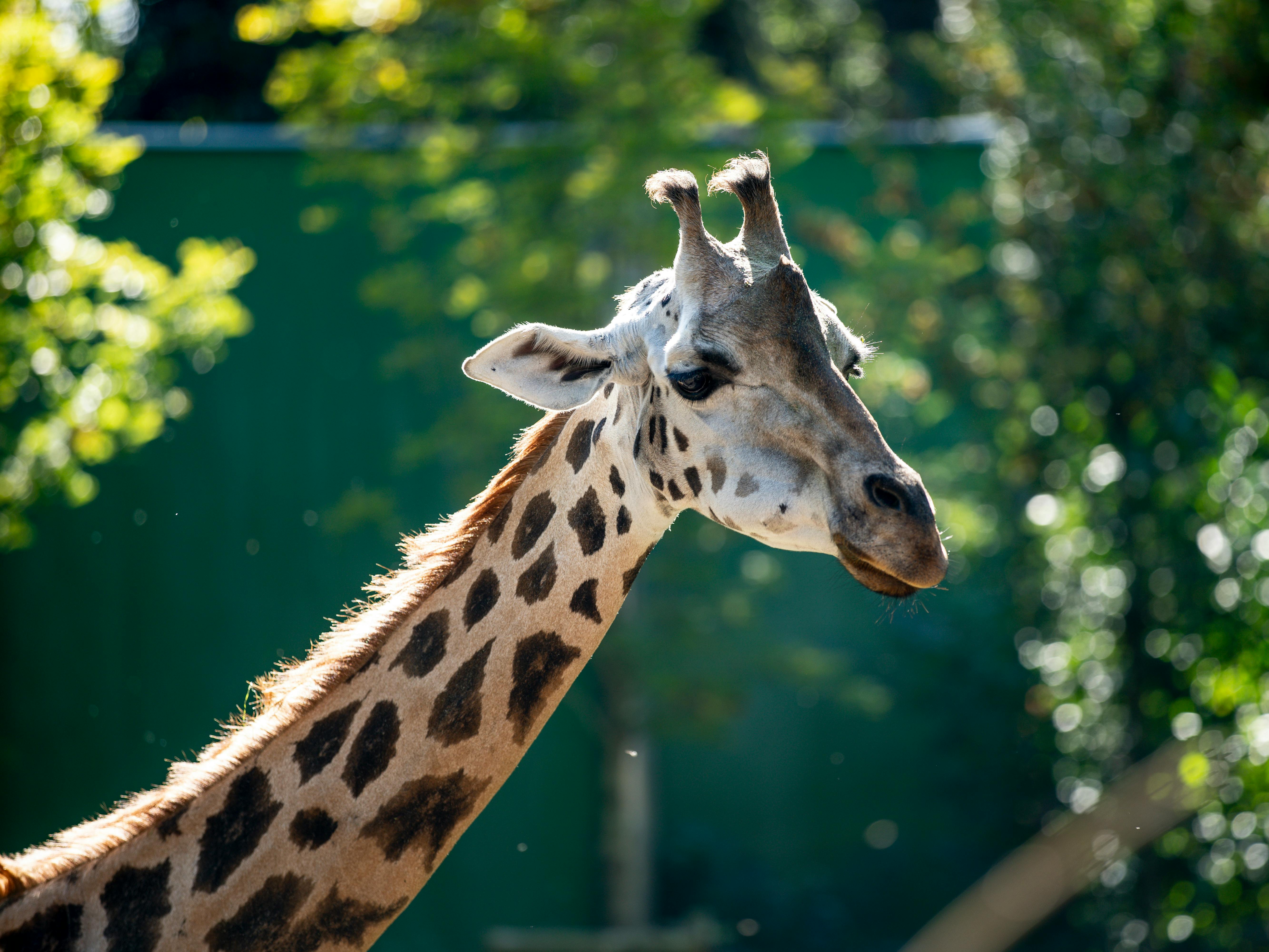 grátis Foto profissional grátis de África, alto, animais selvagens Foto profissional