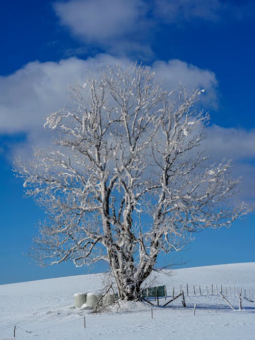 бесплатная Бесплатное стоковое фото с вертикальный выстрел, дерево, дикий Стоковое фото