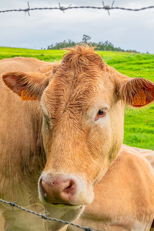 Close-Up Shot of a Cow