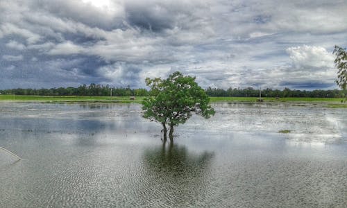 Бесплатное стоковое фото с облачное небо, одинокое дерево