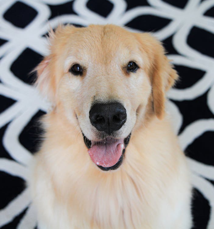 Close-Up Shot of a Golden Retriever