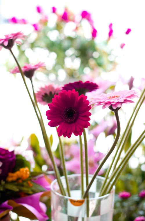 Free Close-up of colorful gerbera daisies in a glass vase with soft background. Stock Photo